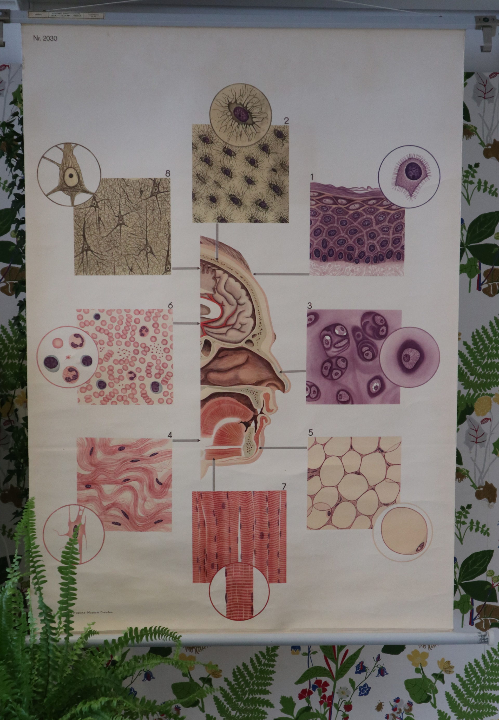 Läs mer om artikeln Skolplansch Cell Vävnad Organ på väv. 96×121 cm.