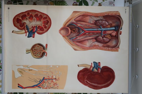 Läs mer om artikeln Njure anatomisk skolplansch på väv.  84×119 cm